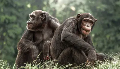 Schimpansen-Trekking