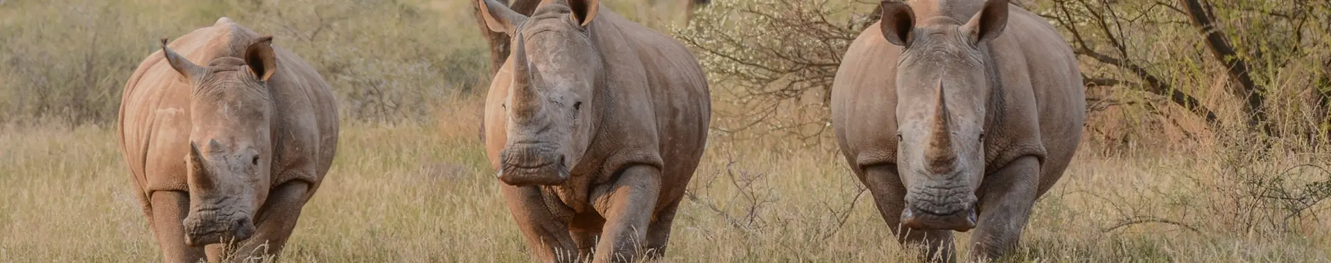 Сафари с носорогами в Танзании