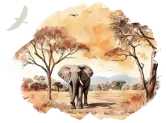 Tarangire Eintages-Safari