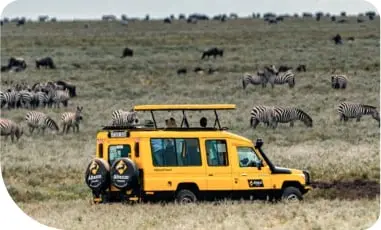New Safari Cars