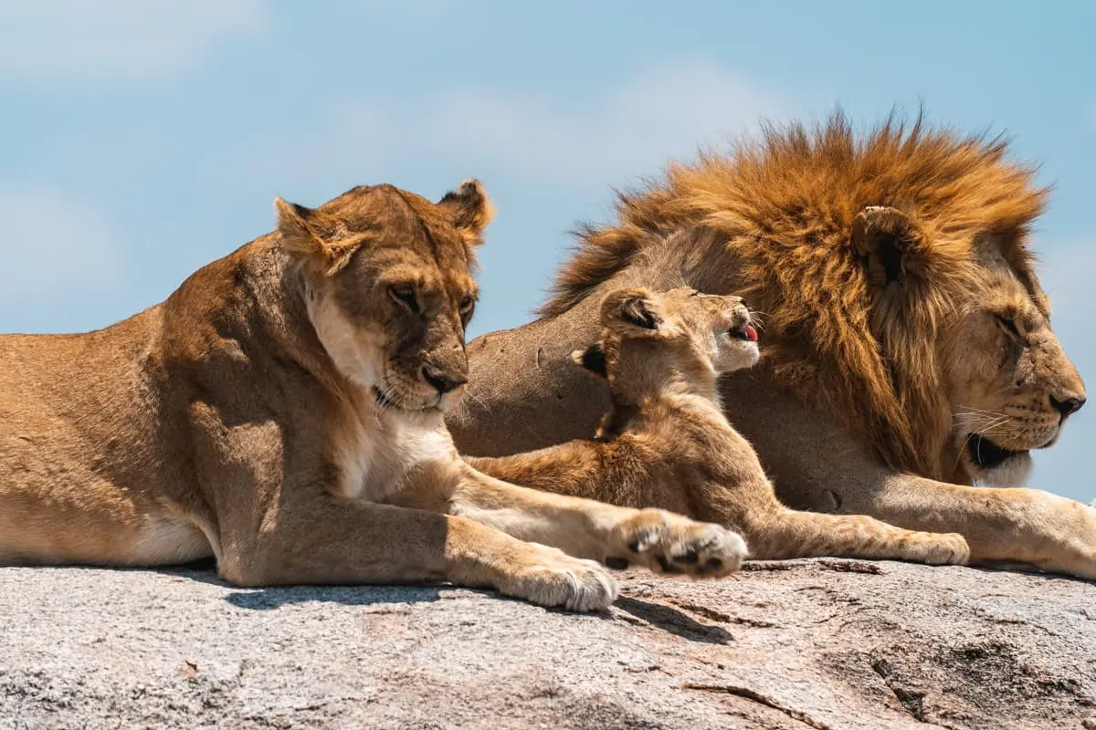 Lion’s family in the Serengeti