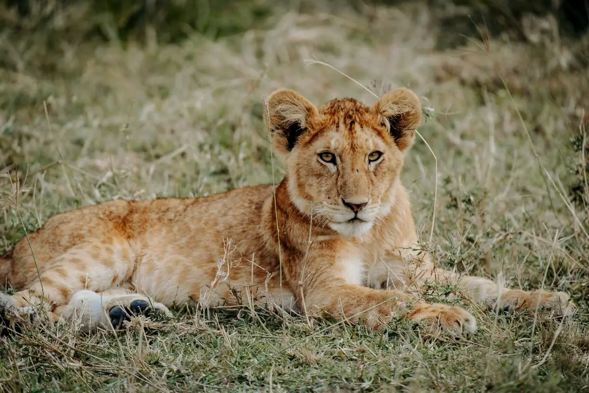 A lion in the Serengeti