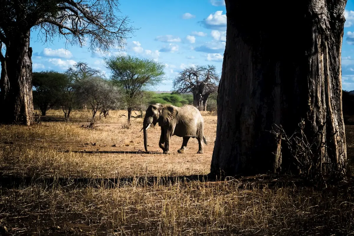 Lonely elephant in Serengeti