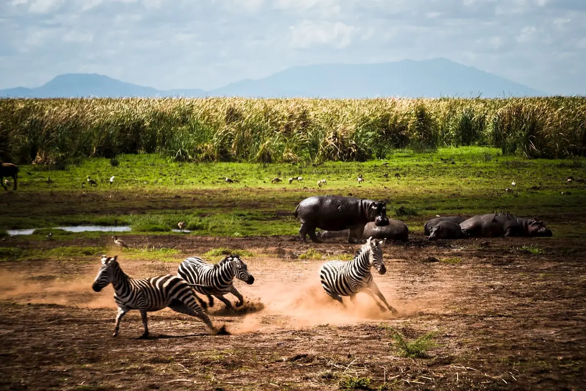 Serengeti Safari views