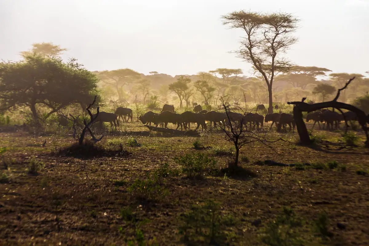 Wildebeests of Serengeti