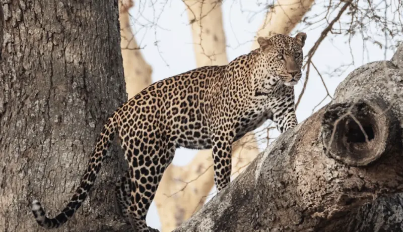 Leopard, fotografiert in der Serengeti, Ostafrika, vom Altezza Travel Tea.