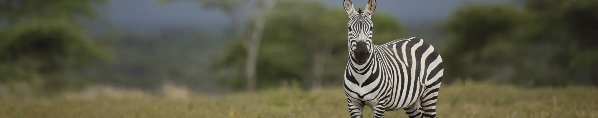 Zebra safaris in Tansania
