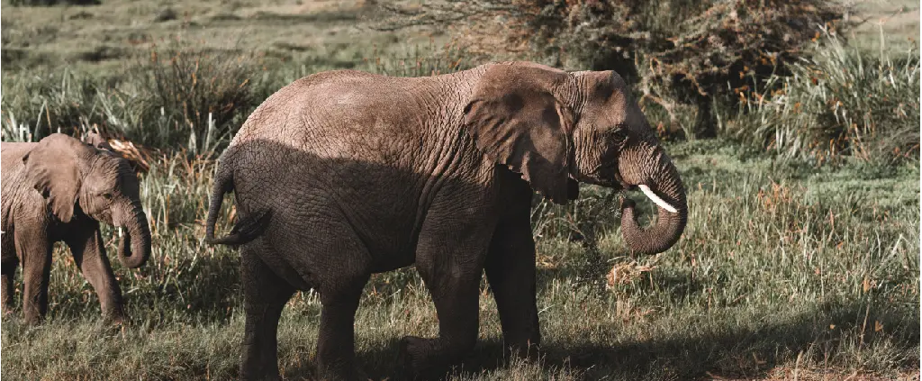 Serengeti National Park — Seronera