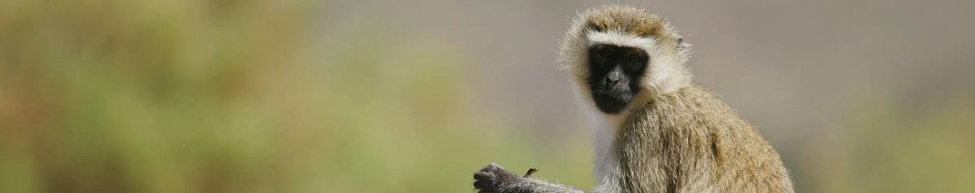 African Vervet Monkey