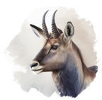 Waterbuck