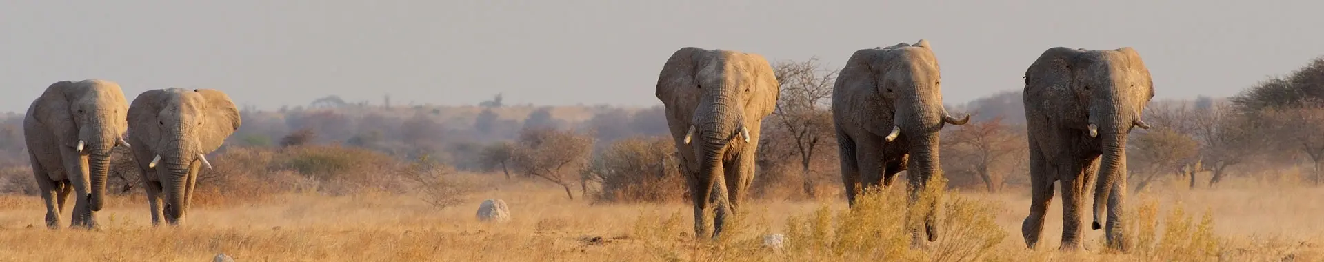 Elefanten safari in Tansania