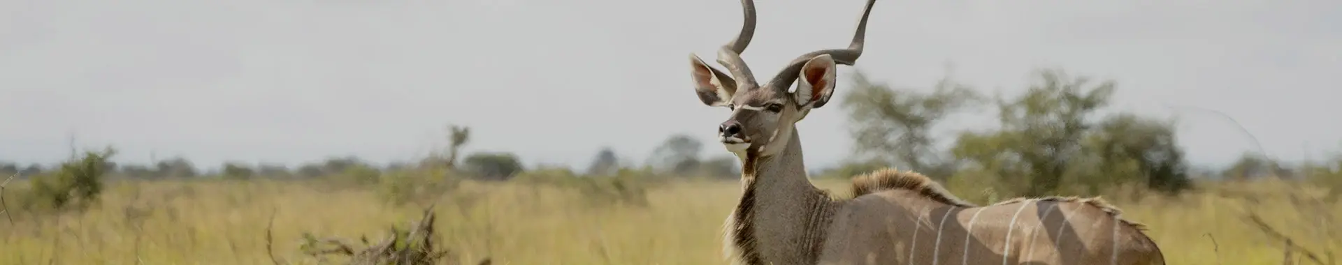 Сафари с антилопами куду в Танзании