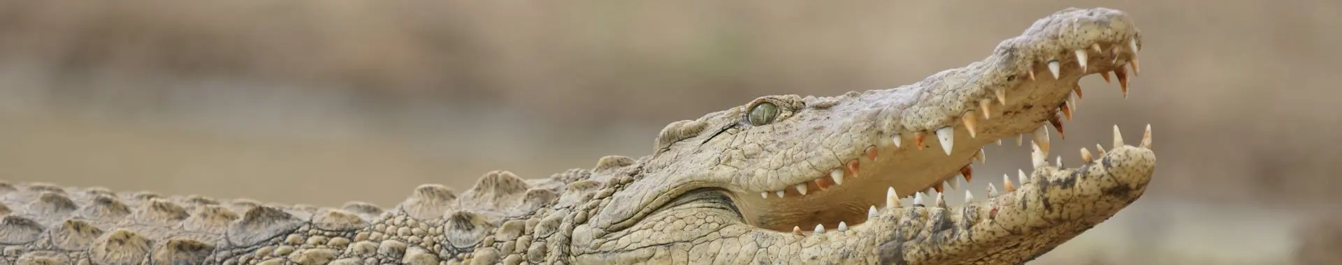 Сафари с крокодилами в Танзании