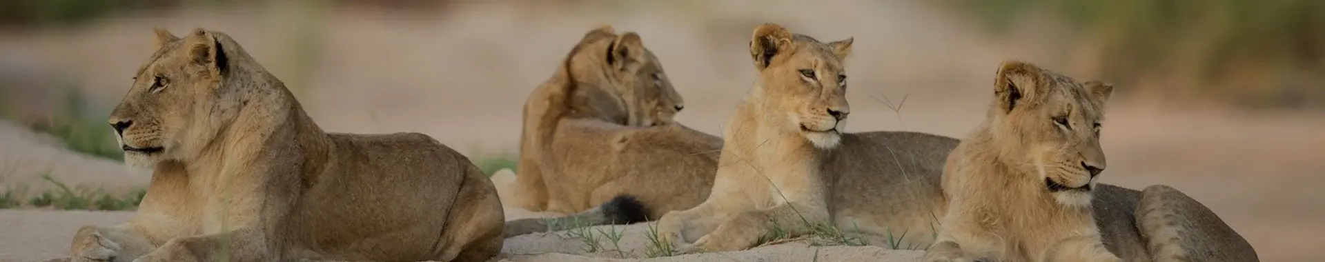 Löwen safari in tansania