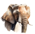 Elephant 