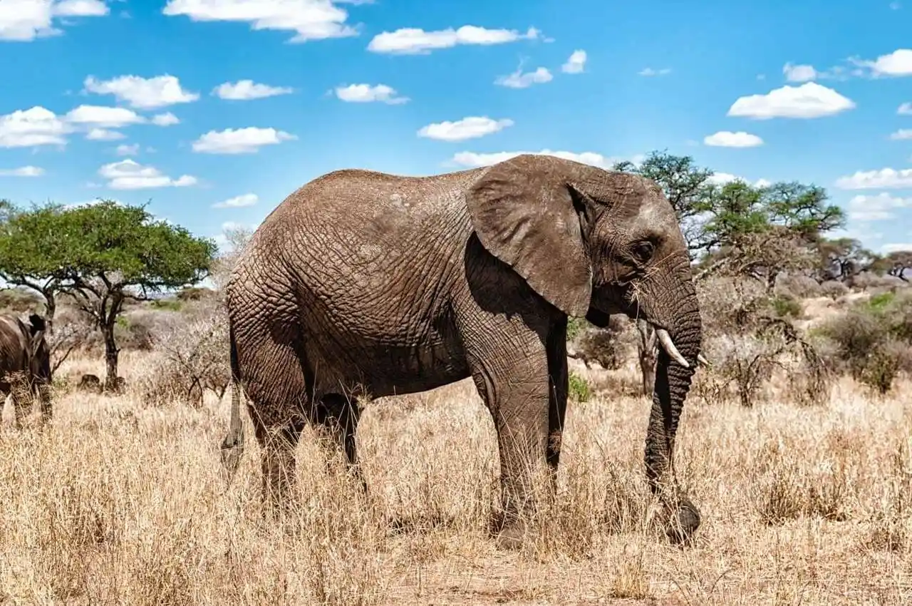 Serengeti-Nationalpark gallery photo №3