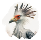 Secretary Bird