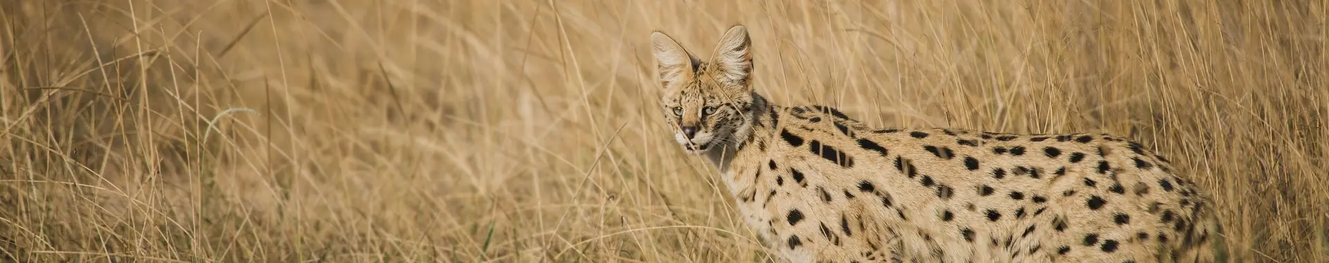 African Serval 