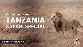 What makes Tanzania safari special | Altezza Travel