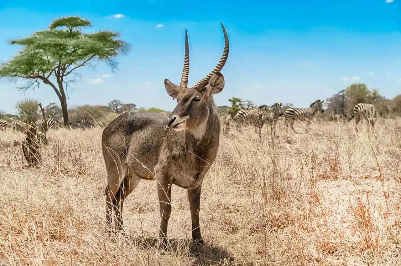Serengeti National Park gallery photo №2