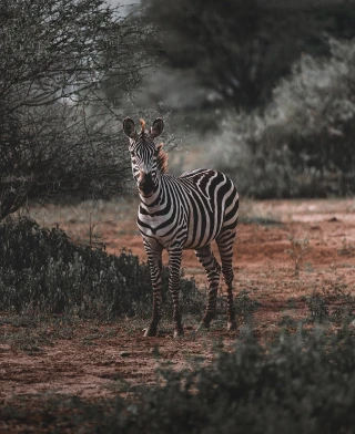 Arusha Safari
