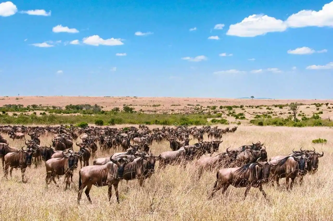 Serengeti National Park gallery photo №1