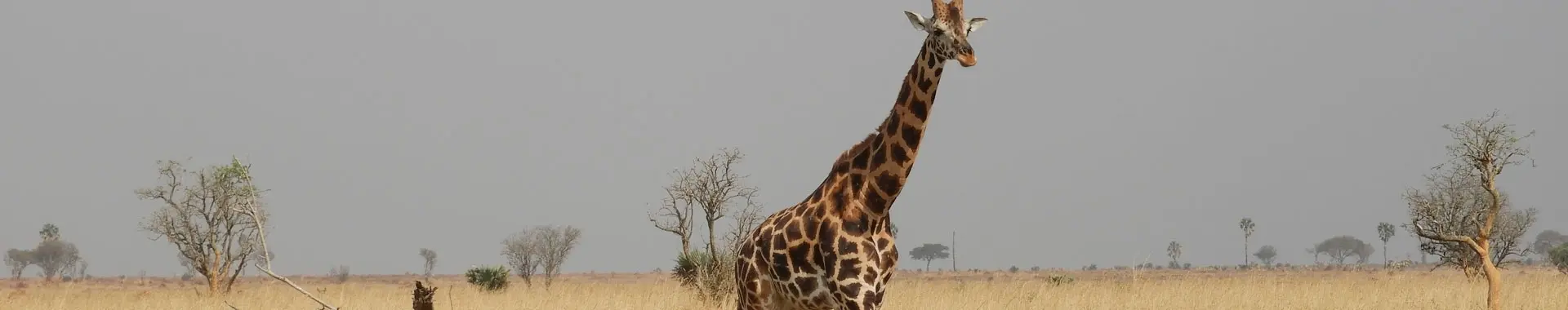 Сафари с жирафами в Танзании