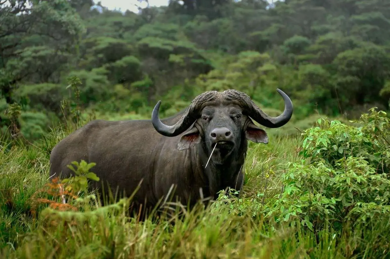 Arusha-Nationalpark gallery photo №1