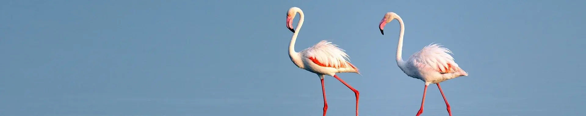 Flamingo safari in Tansania