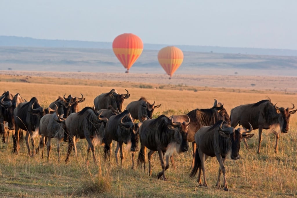 Wildebeests are well seen from the balloon basket 