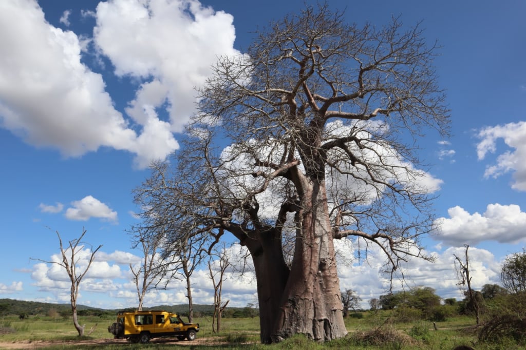 Altezza Travel safari vehicle under a huge baobab, Tanzania