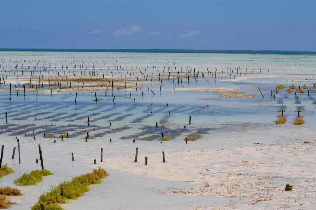 Ферма морской капусты на Занзибаре