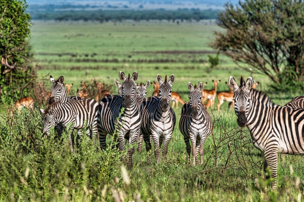 Zebras and antelopes photographed on safari in Tanzania