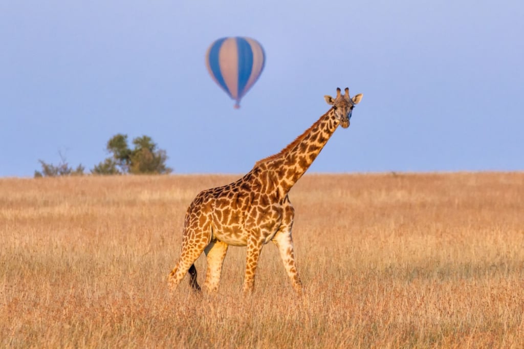 A giraffe and a balloon 