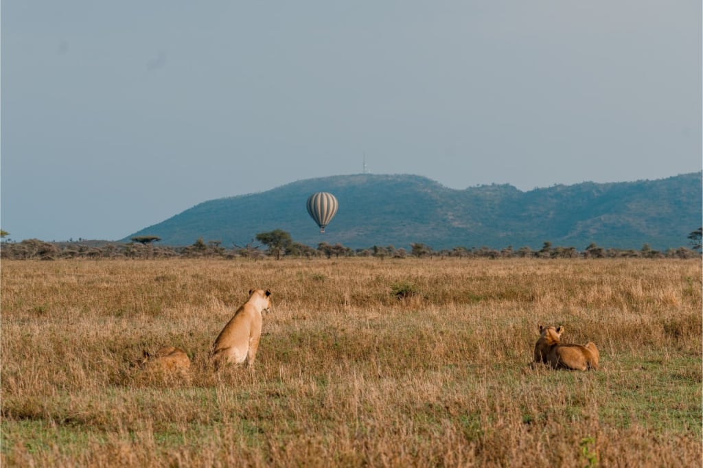 Lions lurk in yellow grass, but can be visible from above