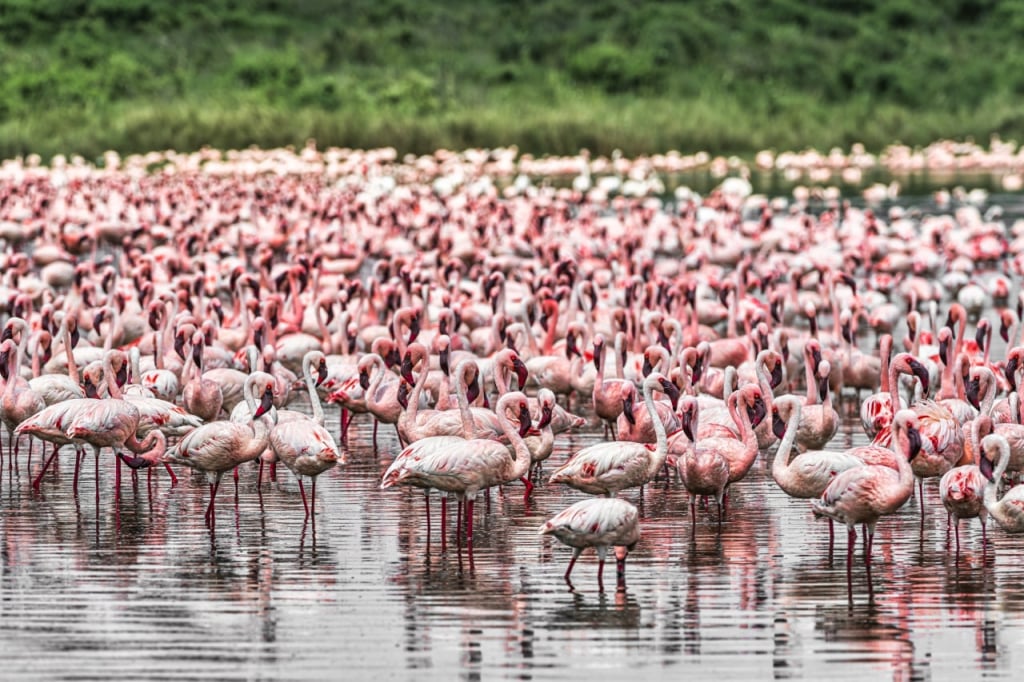 Flamingos in a Tanzanian national park