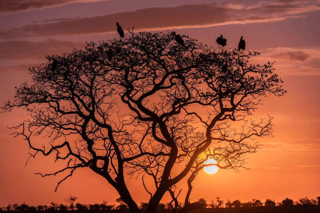 Африканские марабу на дереве, Серенгети, северная Танзания
