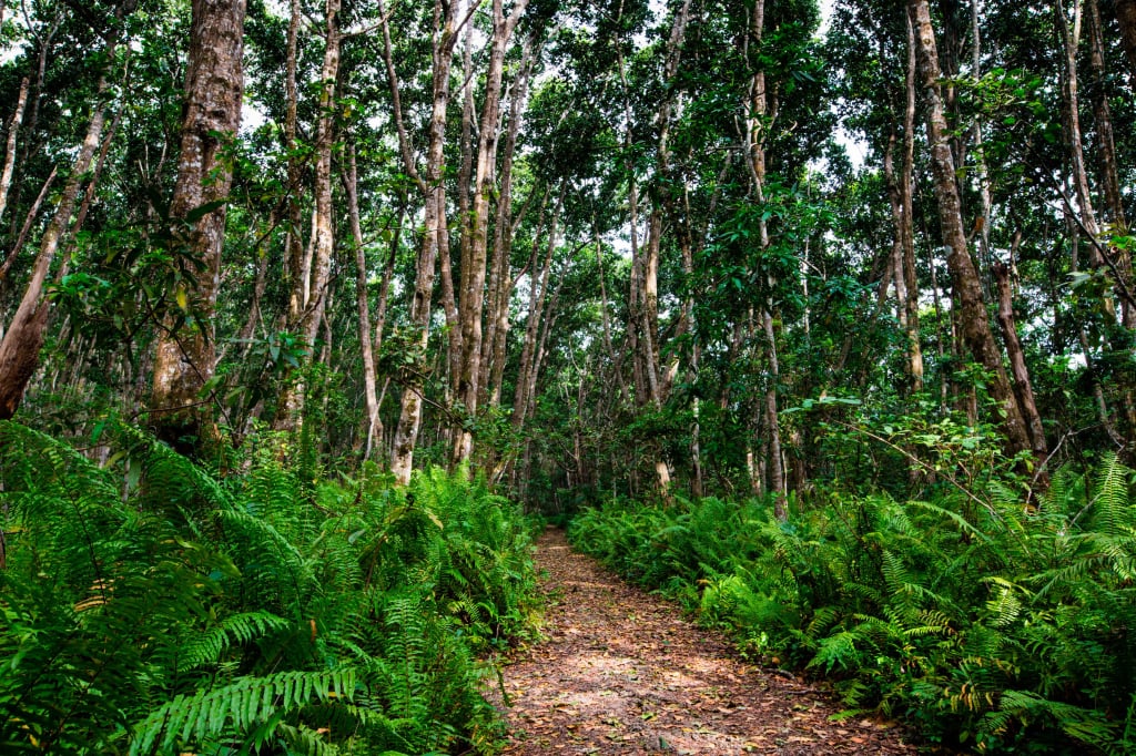 Лесной заповедник Джозани Форест, остров Унгуджа (Занзибар)