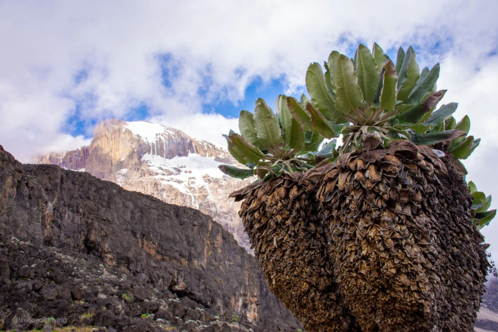 Dendrosenecio kilimanjari wird zum Symbol des Kilimandscharo 