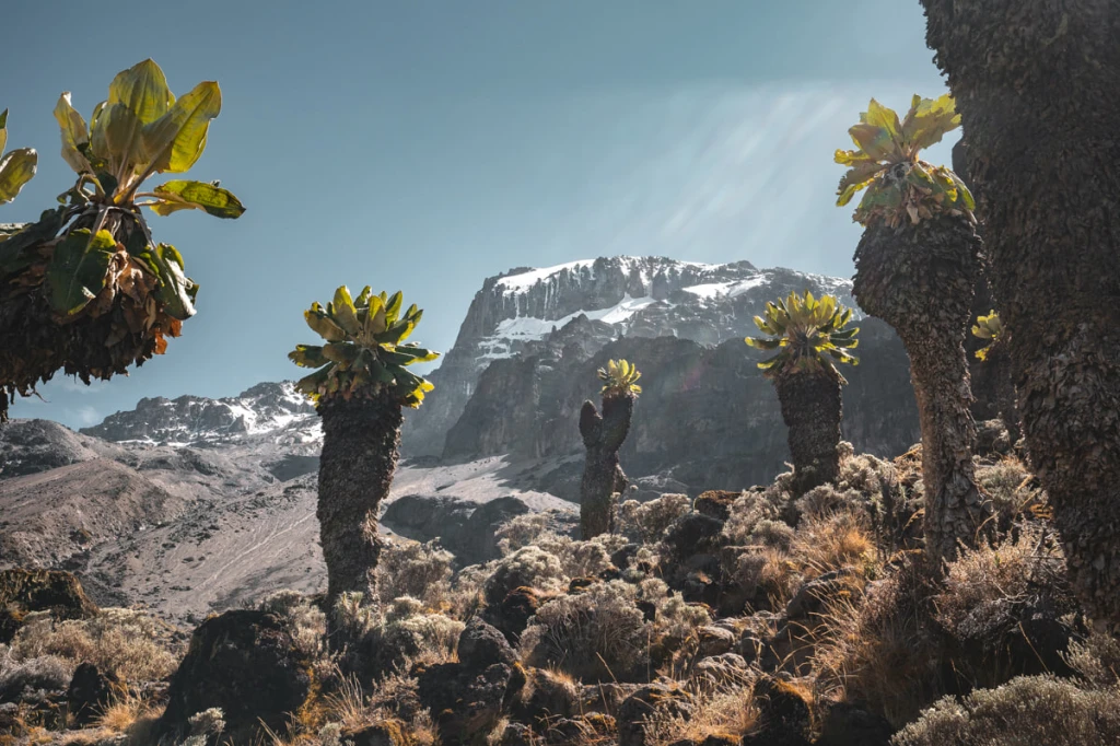 Giant Groundsels on the slopes of Kilimanjaro