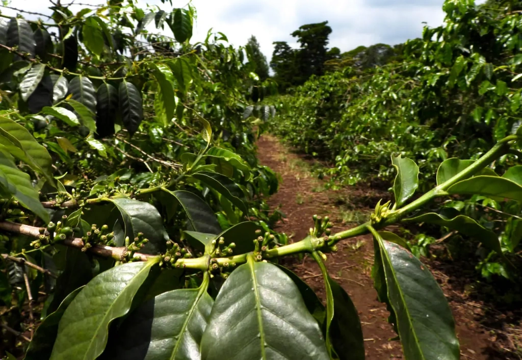 Зреющие плоды арабики. Плантация на Килиманджаро, Танзания, 2023 год