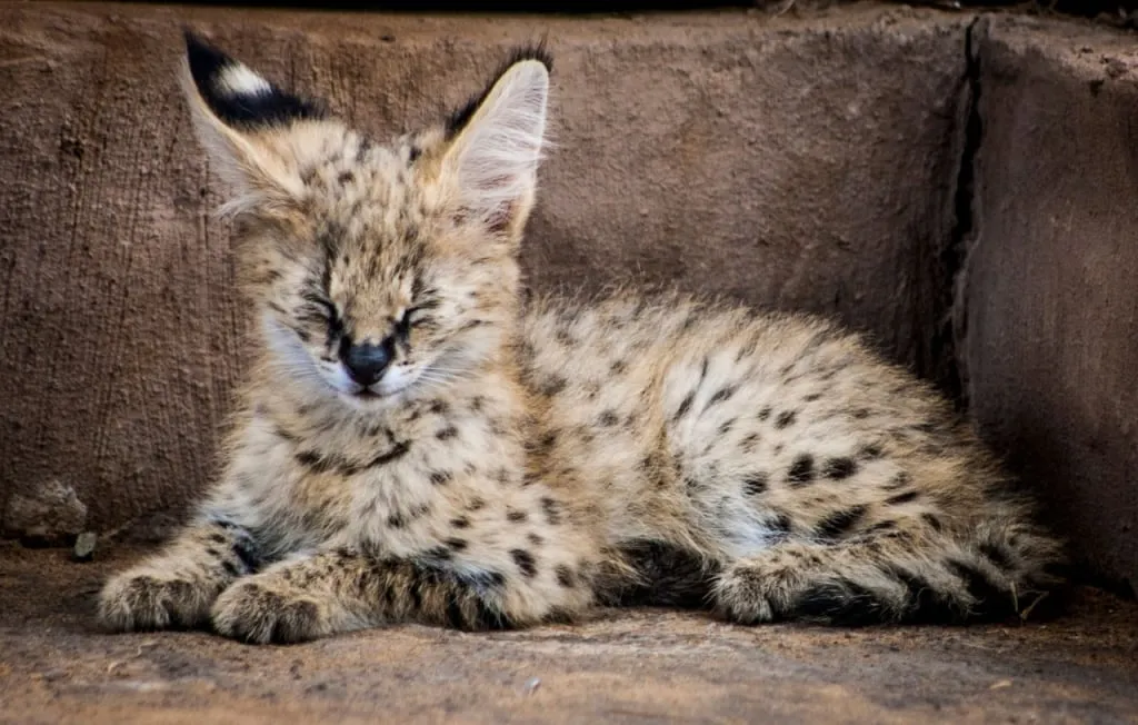 Ein Serval-Kätzchen