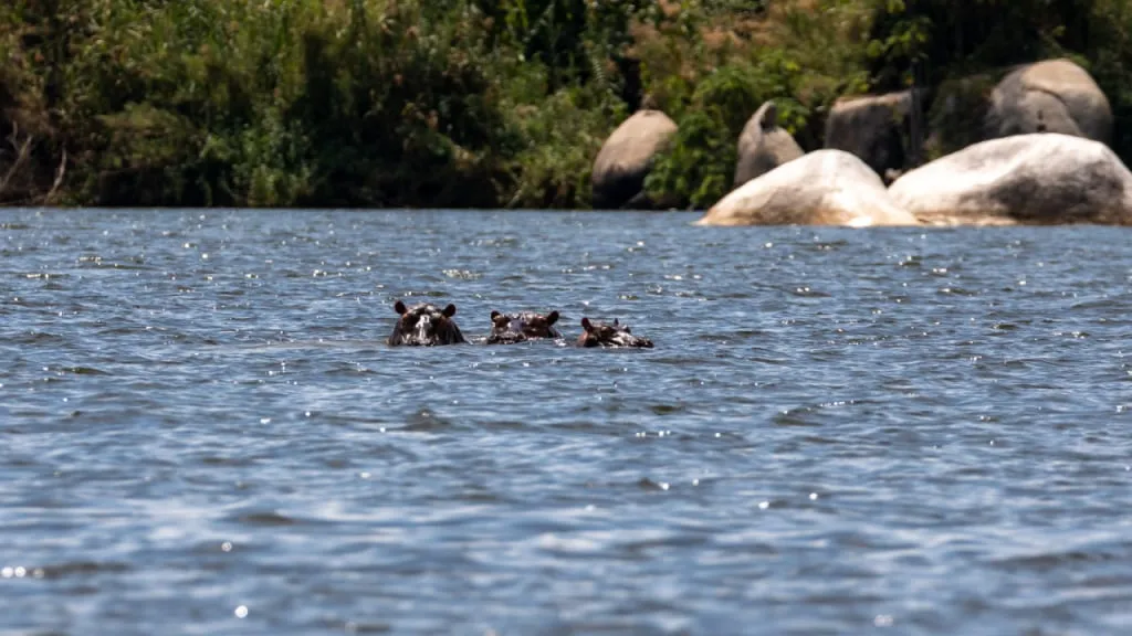 
Flusspferde, die in der Nähe von Rubondo Island aus dem Wasser auftauchen. Altezza Travel Reise, 2023.