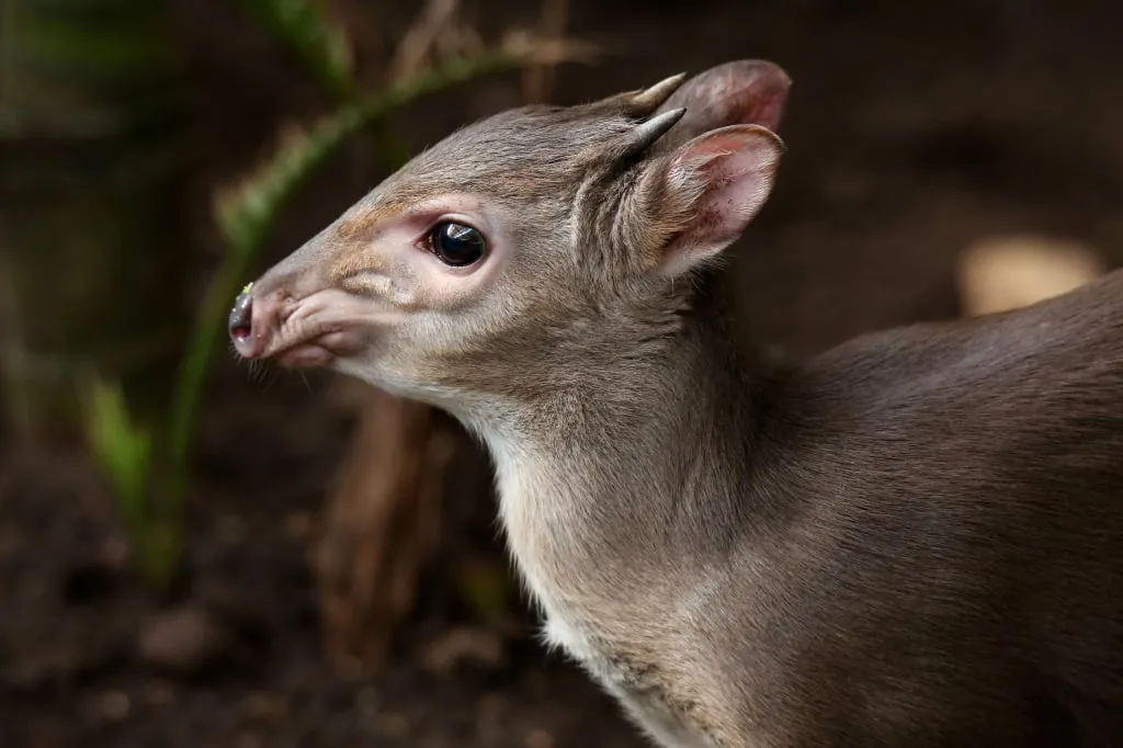 The blue duiker - the tiniest representative of duikers.