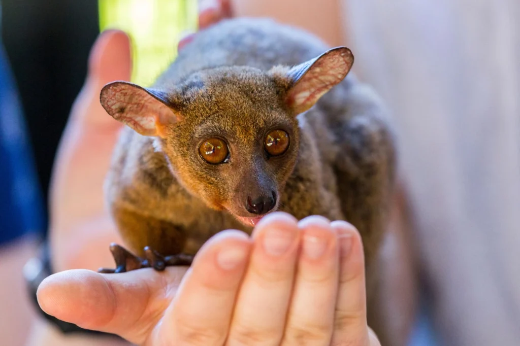 Young bush babies are suckled for six weeks and after 2 month can feed themselves