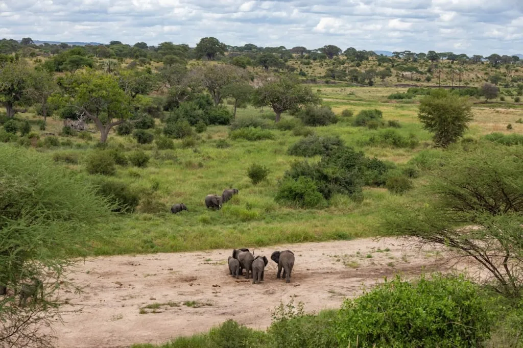 Слоны прогуливаются по территории парка Тарангире