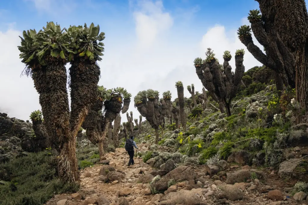 Die einzigartige Vegetation rund um die Barranco Wall mit dem Kilimandscharo in der Ferne