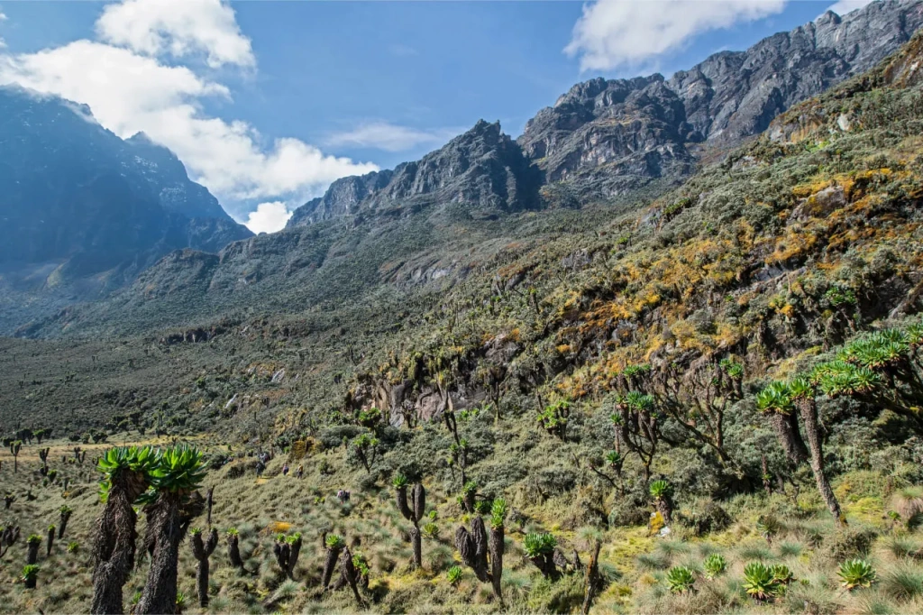 View of the Rwenzori mountain range