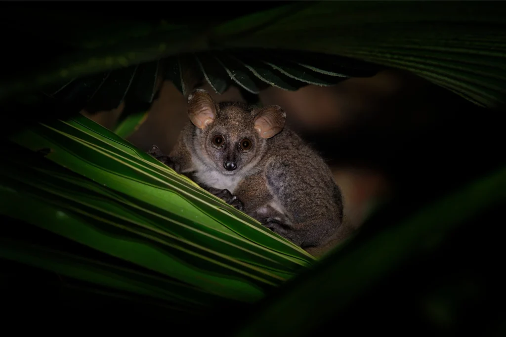 Northern greater galago, a nocturnal animal from Africa
