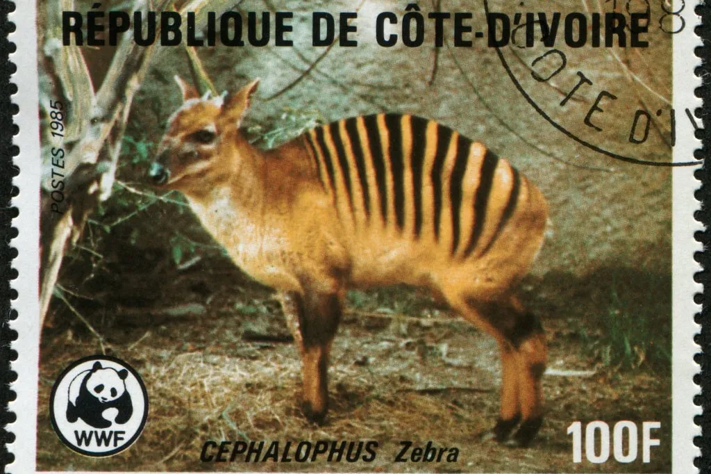 Der Zebraducker auf einer Briefmarke der Elfenbeinküste